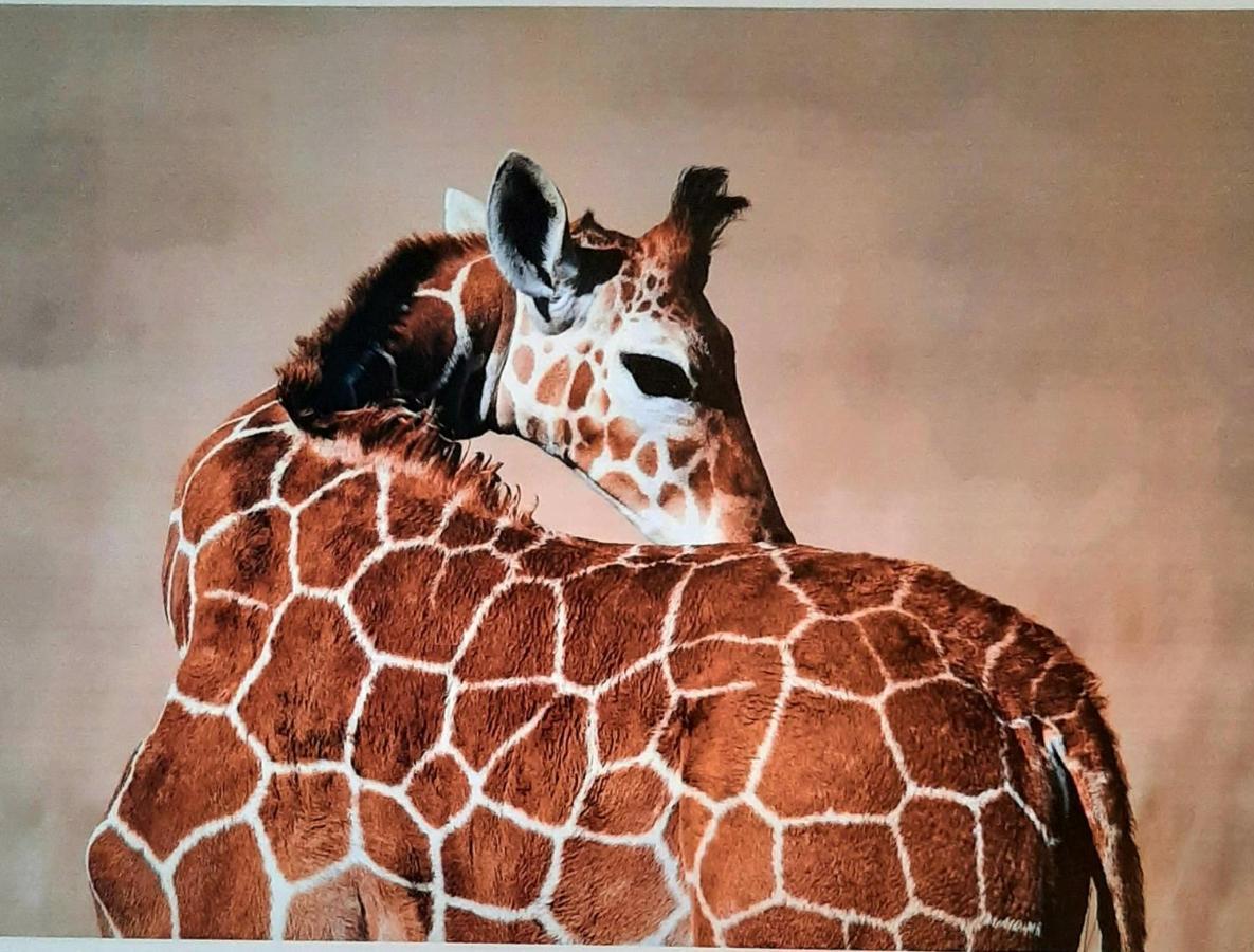 Serengeti Nap Comfy Rooms Sidari  Exterior photo
